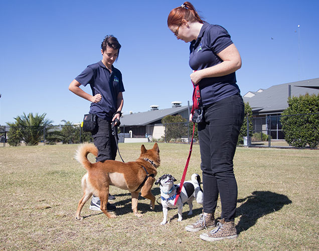 RSPCA School for Dogs training